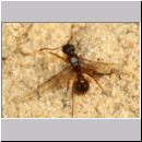 Myrmica sp - Ameisenpaarung 01e 8mm - Sandgrube Niedringhaussee.jpg